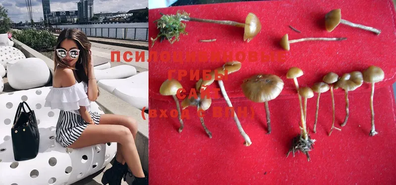 Галлюциногенные грибы Psilocybe  Баймак 